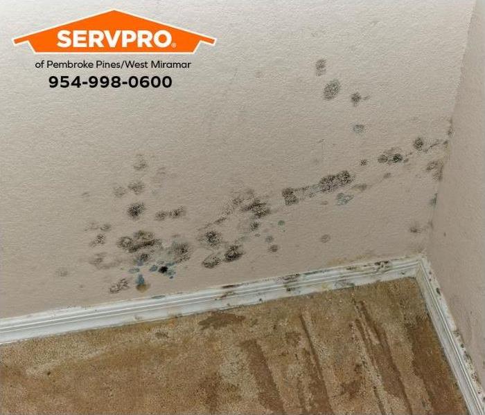 Mold grows on a wall inside a home.