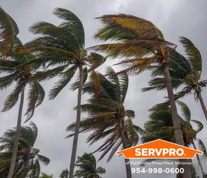 Palm trees are blown by powerful winds.