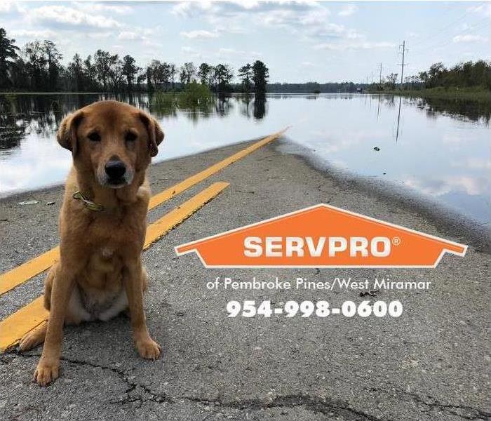 dog sitting at the edge of a flooded road 