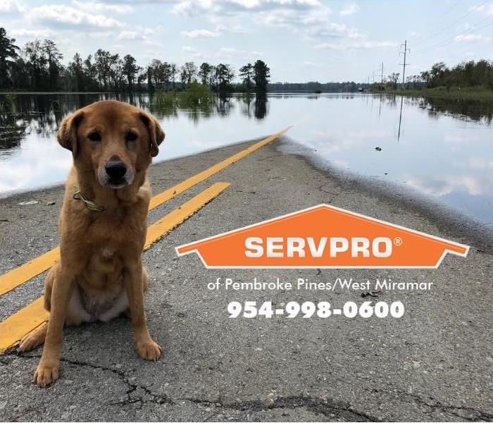 A dog sits on the dry portion of a flooded road. 
